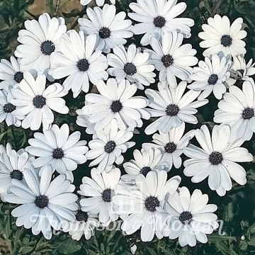 Osteospermum Glistening White - Cape Daisy