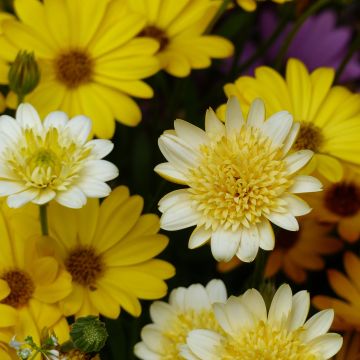 Osteospermum Summersmile Double Golden Yellow - Cape Daisy