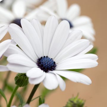 Osteospermum Glistening White - Cape Daisy Osteospermum Glistening White - Cape Daisy