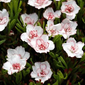 Oxalis  Censation 'Double Pink Wonder'