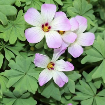 Oxalis adenophylla 