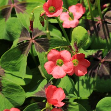 Oxalis deppei