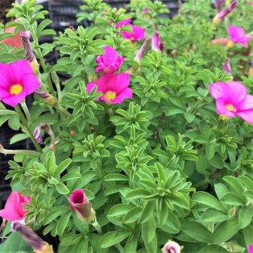 Oxalis hirta 'Gothenburg'