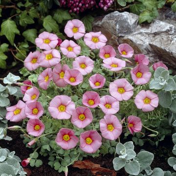 Oxalis obtusa 