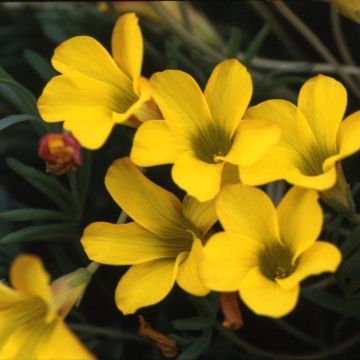 Oxalis purpurea 'Ken Aslet'