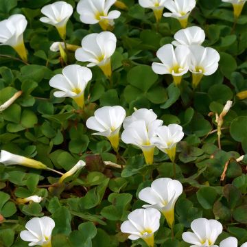 Oxalis purpurea 'Alba'