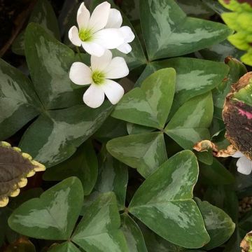 Oxalis triangularis subsp.papilionacea 'Marmer'