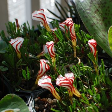 Oxalis versicolor 