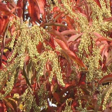 Oxydendrum arboreum