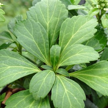 Pachysandra terminalis Green Carpet - Japanese Spurge