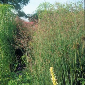 Panicum virgatum Heavy Metal - Switchgrass