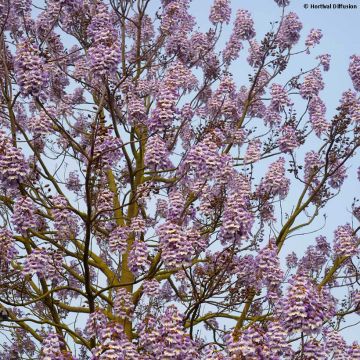 Paulownia fortunei Fast Blue Minfast - Foxglove Tree