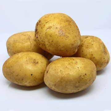 Potatoes Agria