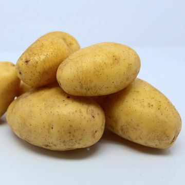 Organic Potatoes Ditta