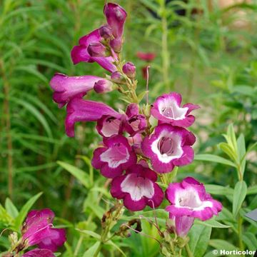 Penstemon hybrida Gloire de Quatre Rue - Beardtongue