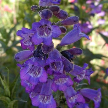 Penstemon Russian River - Beardtongue