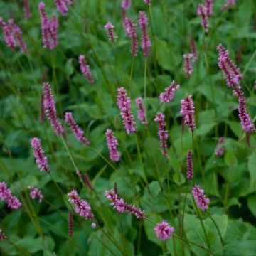 Renouée - Persicaria amplexi.High Society