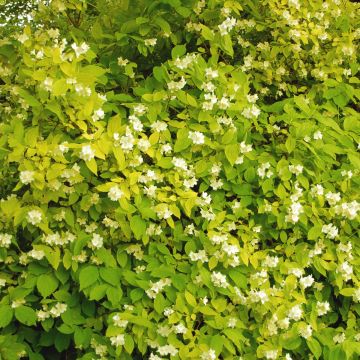 Philadelphus coronarius  Aureus