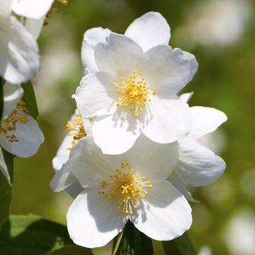 Philadelphus Petite Perfume White - Mock Orange