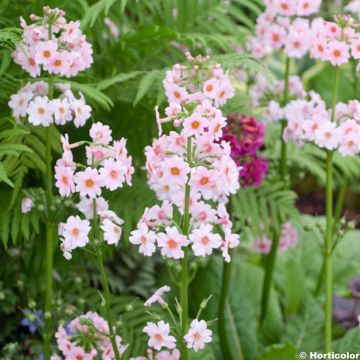 Primevère, Primula japonica Apple Blossom