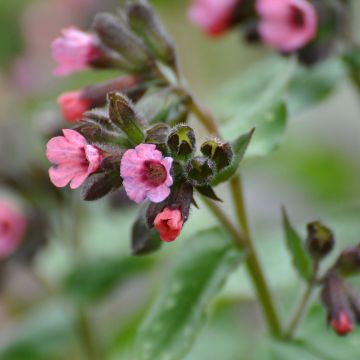 Pulmonaria saccharata Dora Bielefeld - Lungwort