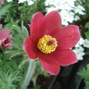 Pulsatilla vulgaris Röde Klokke - Pasqueflower