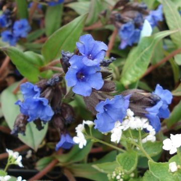 Pulmonaria Blue Ensign - Lungwort