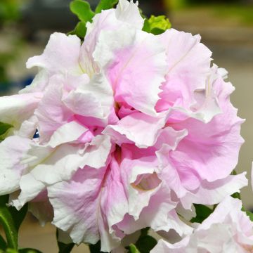 Graines de Pétunia Cascade Pink Orchid Mist Hybride F1 Graines de Pétunia Cascade Pink Orchid Mist Hybride F1