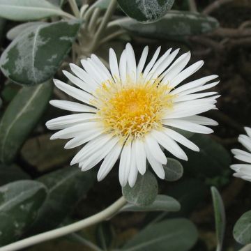 Pachystegia insignis Daizea