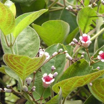 Paederia lanuginosa