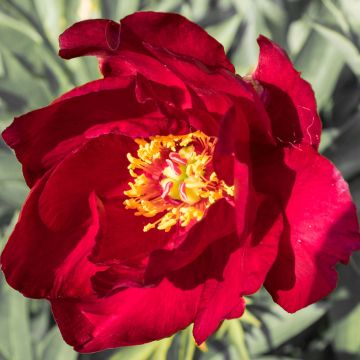 Pivoine Itoh Scarlet Heaven