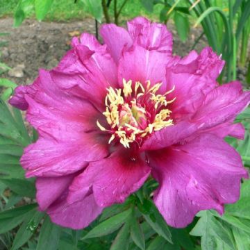 Paeonia Itoh Morning Lilac - Itoh Peony