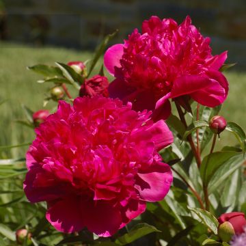 Paeonia lactiflora Big Ben