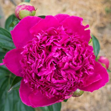 Paeonia lactiflora Felix Crousse