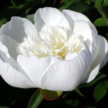 Paeonia lactiflora Immaculée