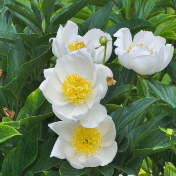 Paeonia lactiflora Jan van Leeuwen - Garden Peony