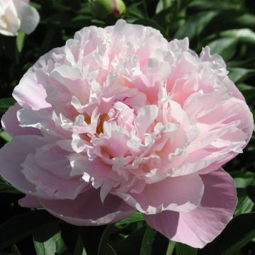 Paeonia x lactiflora Lady Alexandra Duff