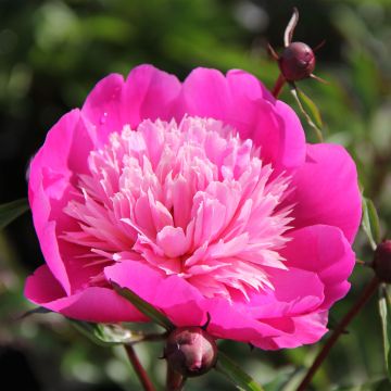 Paeonia lactiflora Madame Emile Debatène