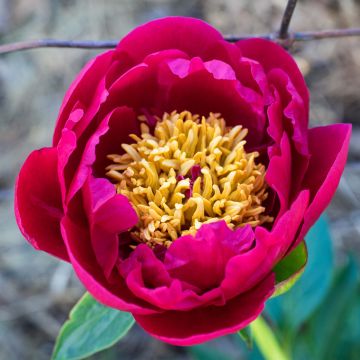 Paeonia lactiflora Nippon Beauty - Garden Peony