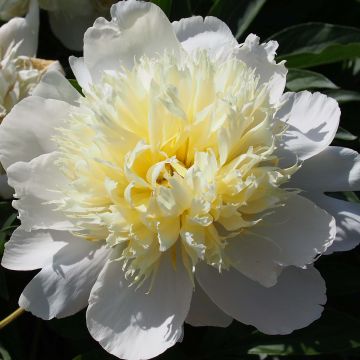 Paeonia lactiflora Primevere - Garden Peony