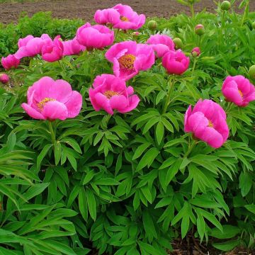 Paeonia officinalis Mollis