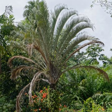 Dypsis decaryi - Triangle palm