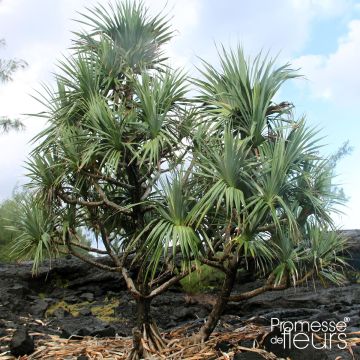 Pandanus utilis