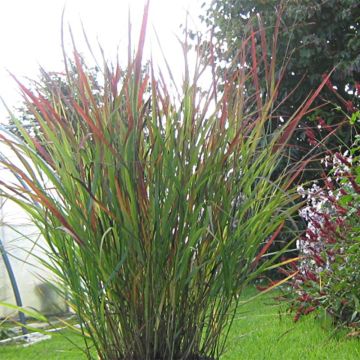 Panicum virgatum Cheyenne Sky - Switchgrass