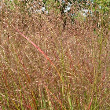 Panicum virgatum Hänse Herms - Switchgrass