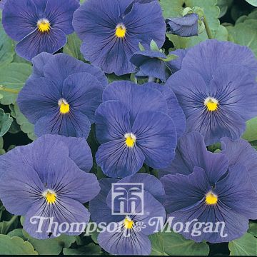 Viola x wittrockiana True Blue - Pansy