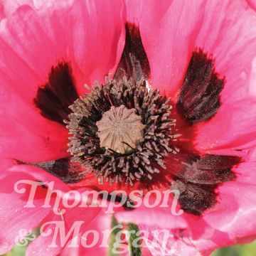 Papaver orientale Rasberry Brulee - Oriental Poppy