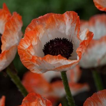 Papaver orientale Picotee - Oriental Poppy