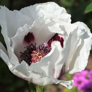 Papaver orientale Perrys White - Oriental Poppy