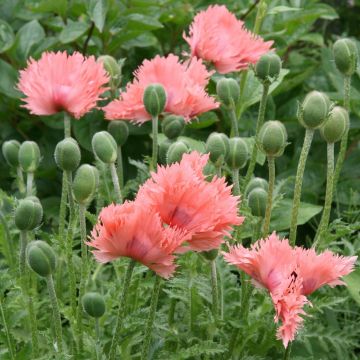 Papaver orientale Pink Ruffles - Pavot d'Orient Pink Ruffles